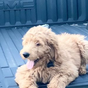 Meet your Posher, Martin